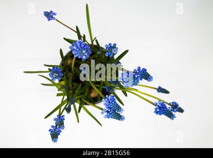 Hochwinkelige Draufsicht auf blau isolierten Blumenköpfen, weißer Hintergrund - Traubenhyazinth-Muscari neglectum Stockfoto
