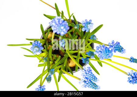 Hochwinkelige Draufsicht auf blau isolierten Blumenköpfen, weißer Hintergrund - Traubenhyazinth-Muscari neglectum Stockfoto