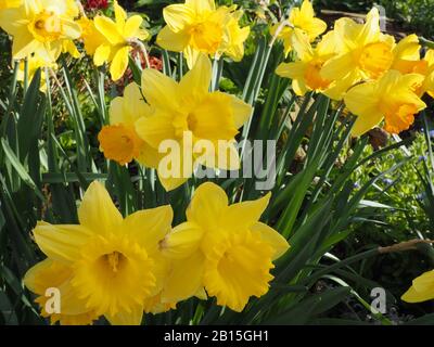 Nahaufnahme der Daffodilblüten im Frühling Stockfoto