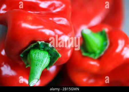 Makro-Nahaufnahme isolierter rot glänzender Paprika (Fokus auf grünem Pflanzenstamm) Stockfoto
