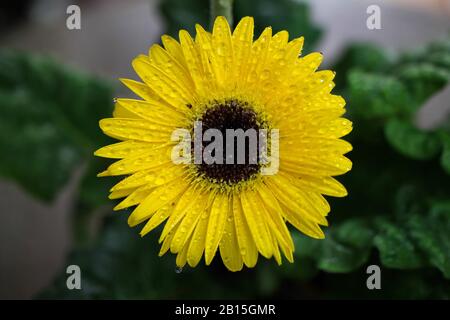Makro Nahaufnahme der isolierten gelben, nassen Blüte mit Wassertropfen - Gerbera Daisy (selektiver Fokus) Stockfoto