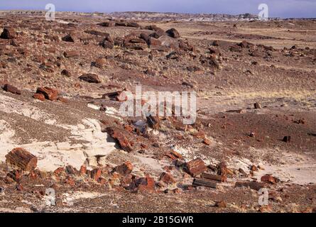 Versteinerte Holzstämme entlang Des Long Logs Trail, Petrified Forest National Park, Arizona Stockfoto