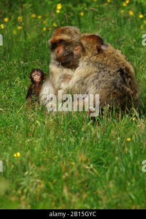 Verspielte Makaken Stockfoto