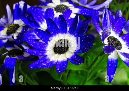 Makro Nahaufnahme isolierter blau-weißer Blumenblüten mit Wassertropfen - Cineraria, Senetti pericallis (selektiver Fokus) Stockfoto