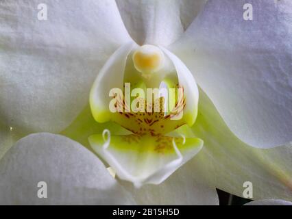 Makro-Nahaufnahme der isolierten gelben Säule mit weißen Kronblättern, Orchidee Stockfoto