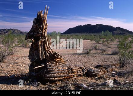 Dead Saguaro im Norden der Maricopa Mountains, Sonoran Desert National Monument, Arizona Stockfoto