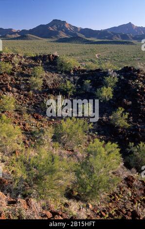 Diablo-Berge zu sehen, Organ Pipe Cactus National Monument, Arizona Stockfoto