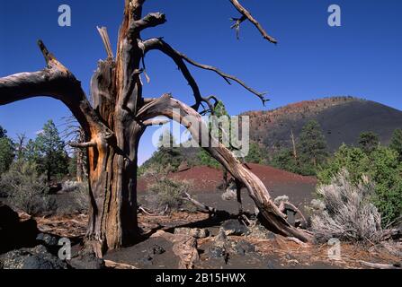 Snag mit Sunset Crater, Sunset Crater Volcano National Monument, Arizona Stockfoto