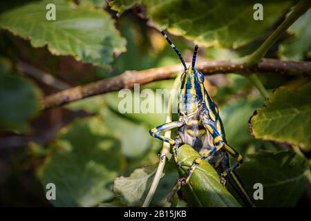 Aularches miliaris ist eine Monotypische grasshopper Arten der Gattung Aularches. Insekt hat durch eine Vielzahl von Namen einschließlich Kaffee Heuschrecke, gh genannt. Stockfoto