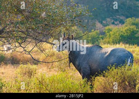 Nilgai oder Blue Bull ist die größte asiatische Antilopen und ist endemisch auf dem indischen Subkontinent. Das einzige Mitglied der Gattung Boselaphus. Ranthambore Nati Stockfoto