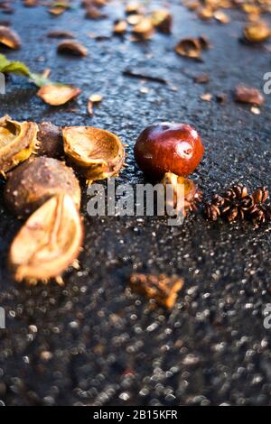 conkers aus einer Rosskastanie auf der Straße gefallen Stockfoto