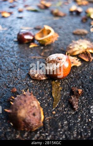 conkers aus einer Rosskastanie auf der Straße gefallen Stockfoto