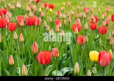 Feld mit roten und gelben Tulpen in verschiedenen Lebensstadien der Blüte. Originelle kleine Tulpenform im Privatgarten, Schweiz. Ansicht mit hohem Winkel. Stockfoto