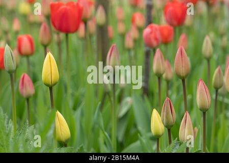 Feld mit roten und gelben Tulpen in verschiedenen Lebensstadien der Blüte. Originelle kleine Tulpenform im Privatgarten, Schweiz. Selektiver Fokus. Stockfoto