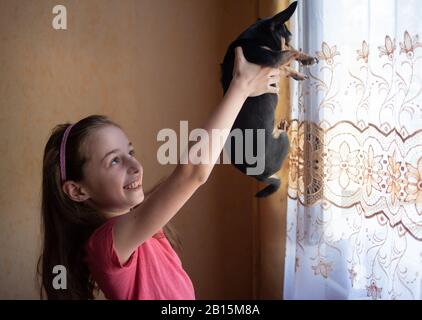 Portrait lächelnde Teenager-Mädchen hält kleinen erwachsenen chihuahua Hund zu Hause. Mädchen, die einen chihuahua vor dem Fenster halten. Das Mädchen lächelt und hält sie fest Stockfoto