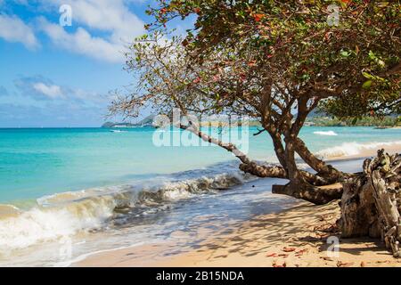 Einladende Strandlandschaft - Mandelbäume wachsen auf den Strand und eine energiegeladene brechende Welle an einem hellen Tag mit einem azurblauen Himmel und weißen Wolken