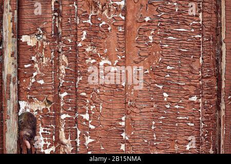 Teil einer alten Holztür mit rot gerissener beschädigter Farbe. Verwitterte Holztür aus Vintage-Holz mit rostigen Türknöpfen. Hintergrundtextur Grunge Stockfoto