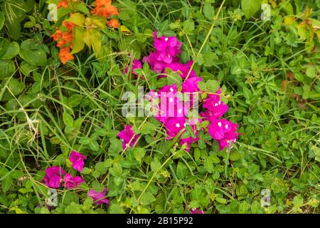 Schöne dunkelrosa Bougainvillea zwischen grünem Gras Stockfoto