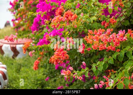 Elegante Bougainvillea-Blumen in verschiedenen Farben zwischen leuchtend grünen Blättern Stockfoto