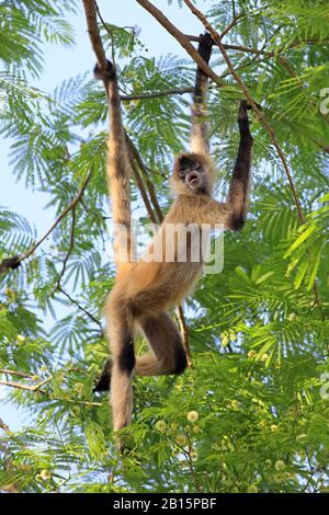 Mittelamerikanischer Spider Monkey (Ateles geoffroyi). Nationalpark Santa Rosa, Guanacaste, Costa Rica. Mai 2017. Stockfoto