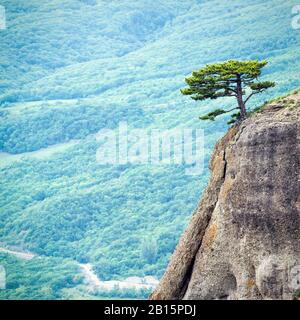 Einsamer Baum auf einem Felsen am Demerdji-Berg, Krim, Russland. Landschaft der Krim. Schöner Blick auf die Natur der Krim. Landschaft der Südküste der Krim. Th Stockfoto