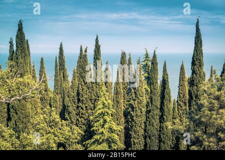 Zypressenbäume auf dem Hintergrund des Schwarzen Meeres auf der Krim. Panoramablick auf grüne Nadelbäume. Eine Hecke von vielen Zypressen im Sommer. Landschaft o Stockfoto