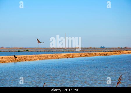 Ein Storch sitzt und der andere fliegt über die Reisfelder voller Wasser. Blaues Wasser, blauer Himmel Stockfoto