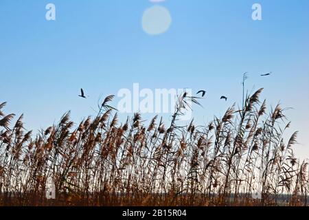 Hohes Trockenrasen auf den Reisfeldern und klarer blauer Himmel als Hintergrund. Große Störche fliegen. Herbstzeit, Spanien Stockfoto