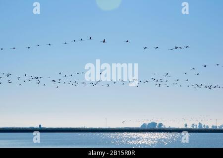 Rosafarbene Flamingos fliegen in hellblauem Himmel über das Reisfeld. Streifen Land mit Bäumen im Horizont. Sevilla, Spanien Stockfoto