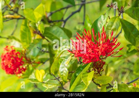 Exotische tropische Rotjavanische Ixora (Jungle Flame) Blume der Familie Rubiaceae umgeben von grünen Blättern an einem sonnigen Tag in den Tropen Stockfoto