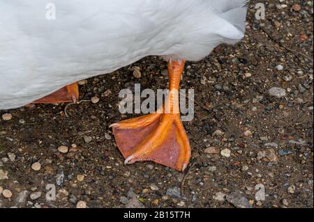 Webbed orangefarbene Füße von American Pekin Duck Stockfoto