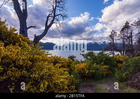 Geblüht bunt gelbe Büsche im Frühling im Los Alerces National Park, Patagonien, Argentinien Stockfoto