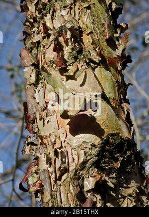 Fluss Birch (betula nigra) Rinde Stockfoto