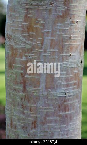 Himalaya-Birke (betula utilis) Rinde Stockfoto