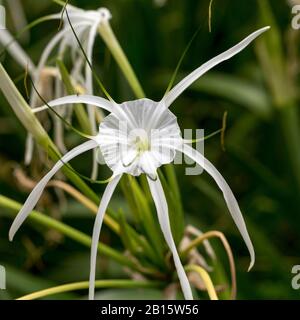 Eine peruanische Daffodil- oder Strandspinnenlilie, Hymenocallis littoralis, blühende Zierbauchpflanze Stockfoto