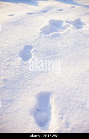 Weißer Schnee auf den Fußabdrücken mit warmem Sonnenlicht und blauen Schatten. Stockfoto