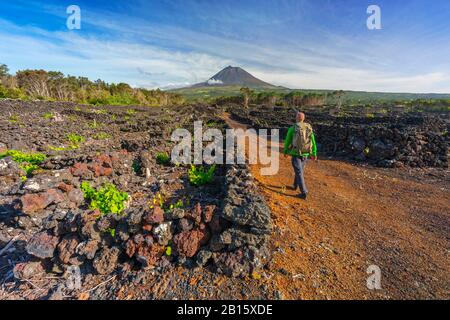 Frauen wandern in Weinbergen, Cais do Mourato, Pico Island, Azoren, Portugal, Westeuropa Stockfoto