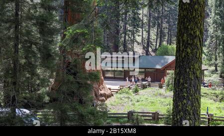 Riesiges Waldmuseum, Sequoia National Park Stockfoto