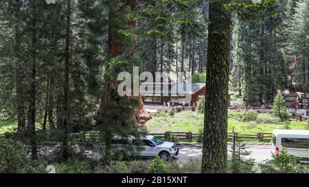 Riesiges Waldmuseum, Sequoia National Park Stockfoto