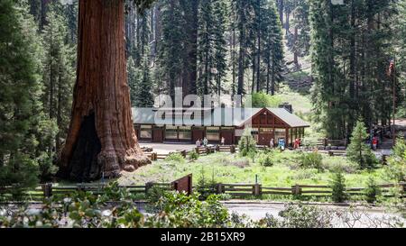 Riesiges Waldmuseum, Sequoia National Park Stockfoto