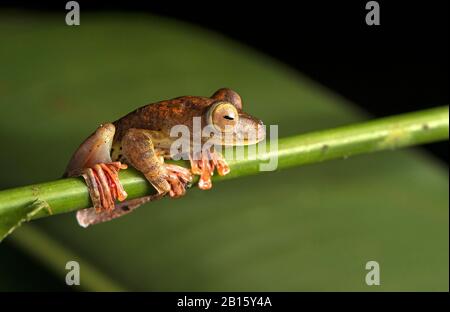 Harlequin Gliding Tree Frog (Rhacophorus pardalis), Danum Valley Conservation Area, Sabah, Borneo, Malaysia Stockfoto