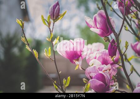 Rosa magnolie blüht im Frühling Stockfoto