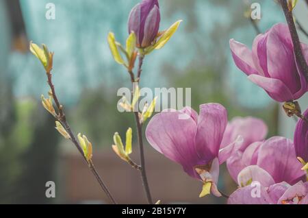 Rosa magnolie blüht im Frühling Stockfoto