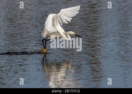 Eine Snowy Egret (Egretta thula), die im Merritt Island National Wildlife Refuge, Florida, USA, auf dem Wasser landet. Stockfoto