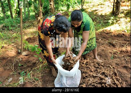 Sri Lanka, Provinz Uva, Distrikt Badalkumbura, Landwirte ernten Ingwer Stockfoto