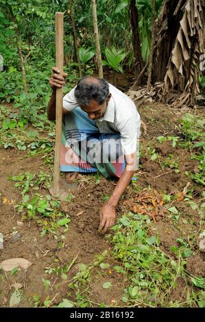 Sri Lanka, Provinz Uva, Distrikt Badalkumbura, turmerische Bauernernte Stockfoto