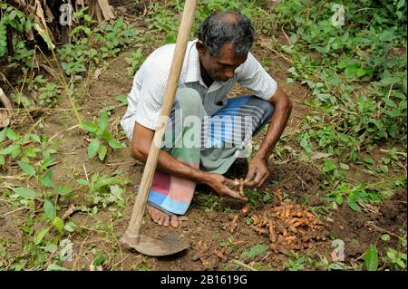 Sri Lanka, Provinz Uva, Distrikt Badalkumbura, turmerische Bauernernte Stockfoto