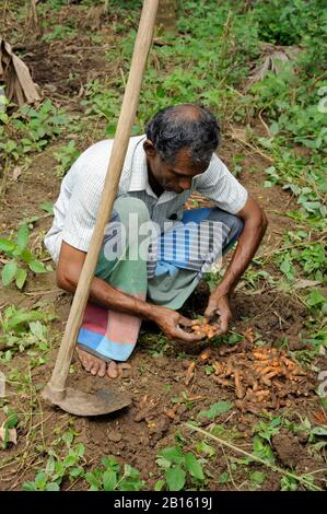 Sri Lanka, Provinz Uva, Distrikt Badalkumbura, turmerische Bauernernte Stockfoto