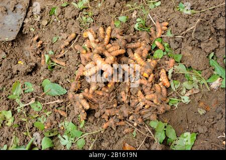 Sri Lanka, Provinz Uva, Distrikt Badalkumbura, turmerisch ernten Stockfoto