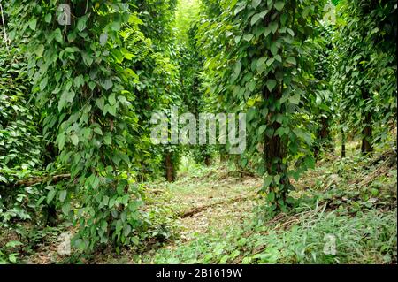 Sri Lanka, Provinz Uva, Distrikt Badalkumbura, Pfefferbäume Stockfoto